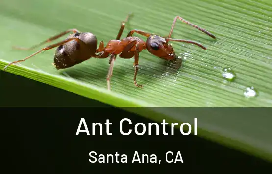  Ant Control Santa Ana, CA