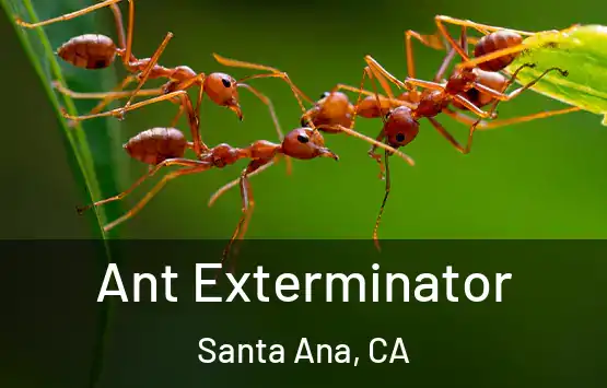  Ant Exterminator Santa Ana, CA