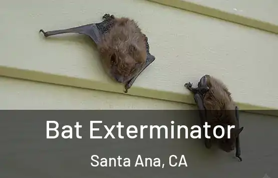  Bat Exterminator Santa Ana, CA