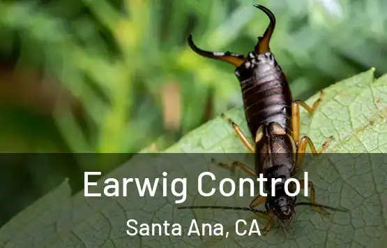  Earwig Control Santa Ana, CA