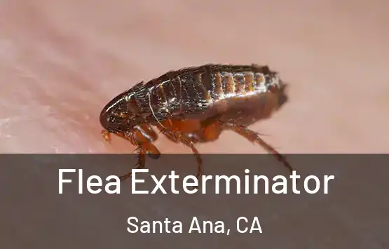  Flea Exterminator Santa Ana, CA