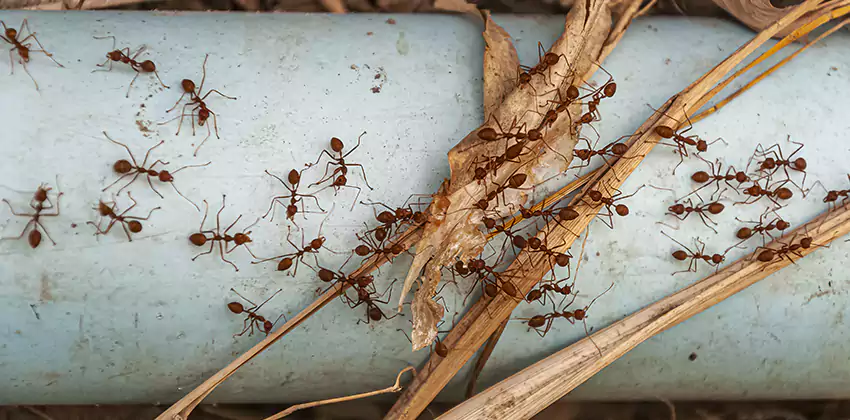 Fire Ant Extermination in Yards, Parks, and Outdoor Spaces Santa Ana, CA