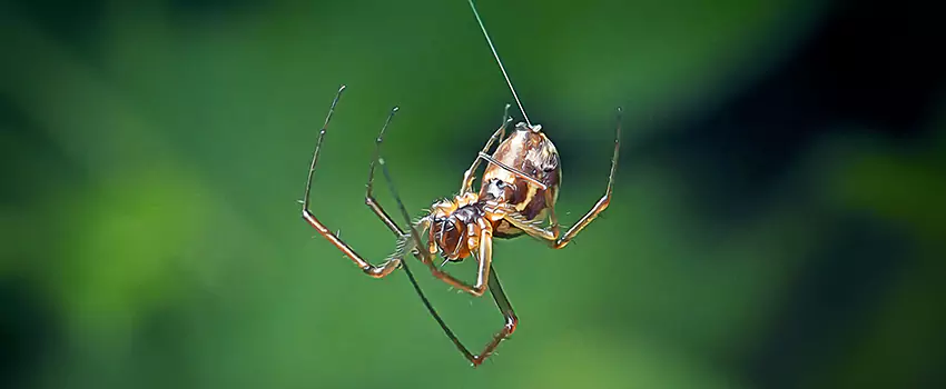 Spider and Mosquito Control Solutions Santa Ana, CA