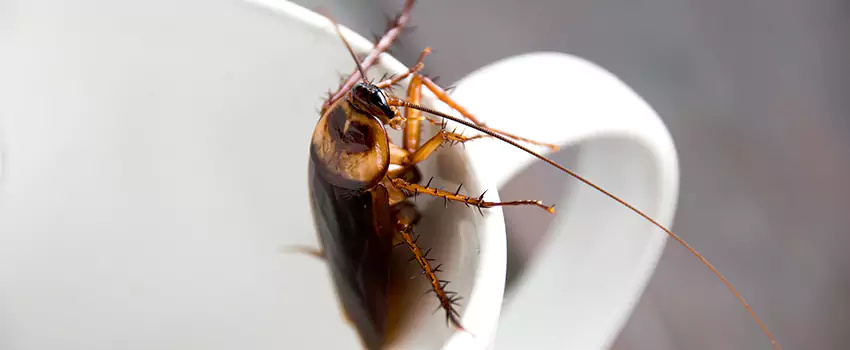 cockroach-treatment in Santa Ana, CA