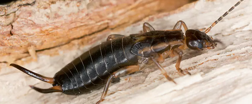 earwig-control in Santa Ana, CA