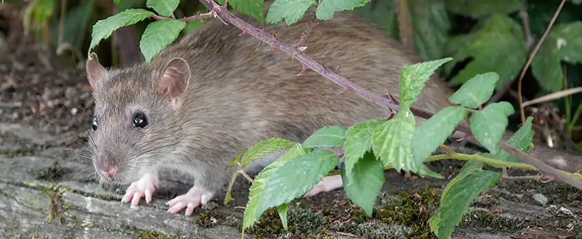 mice-control in Santa Ana, CA