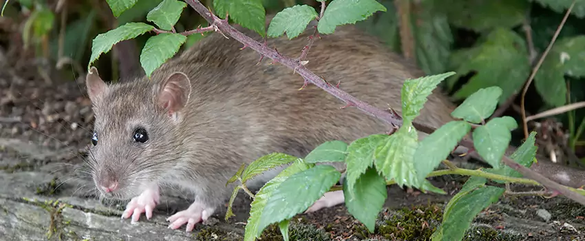 mouse-control in Santa Ana, CA