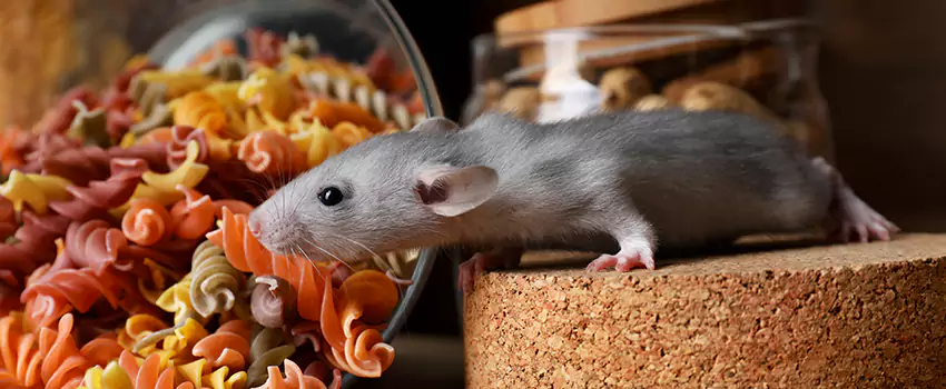 mouse-exterminator in Santa Ana, CA