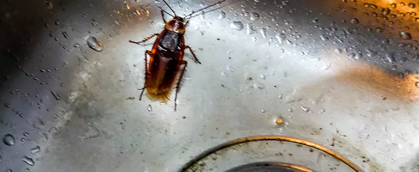 roach-control in Santa Ana, CA