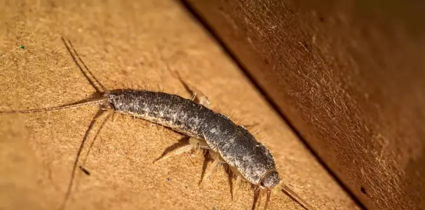 silverfish-control in Santa Ana, CA
