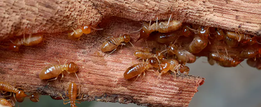 termite-treatment in Santa Ana, CA