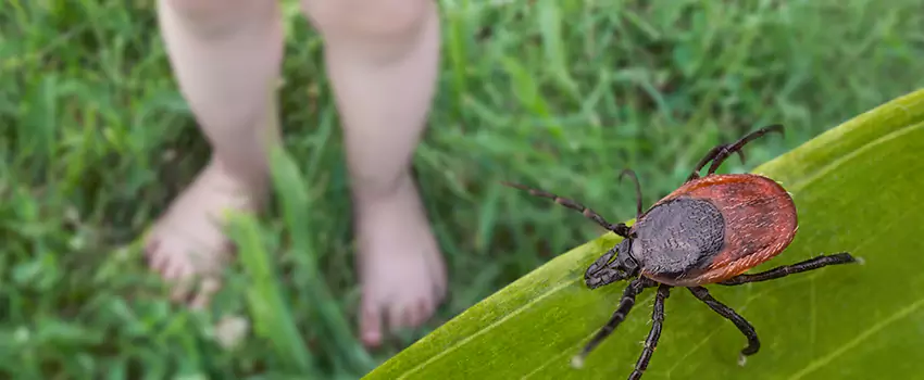 tick-treatment-for-yard in Santa Ana, CA