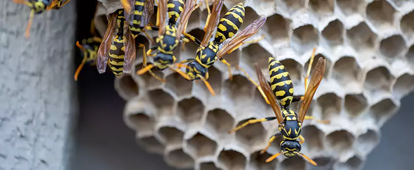 wasp-pest-control in Santa Ana, CA