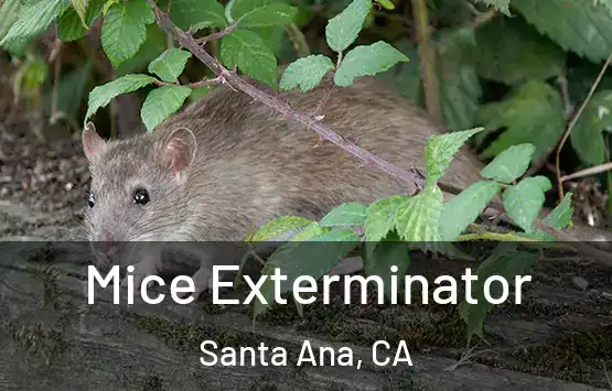  Mice Exterminator Santa Ana, CA
