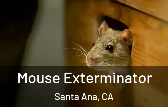 Mouse Exterminator Santa Ana, CA