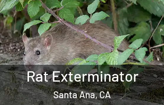  Rat Exterminator Santa Ana, CA