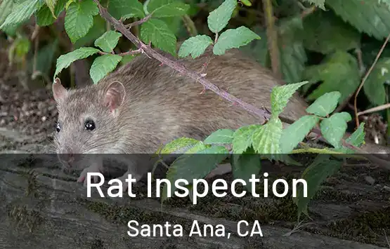  Rat Inspection Santa Ana, CA