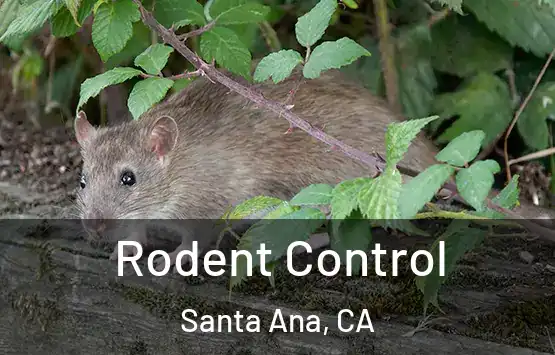  Rodent Control Santa Ana, CA