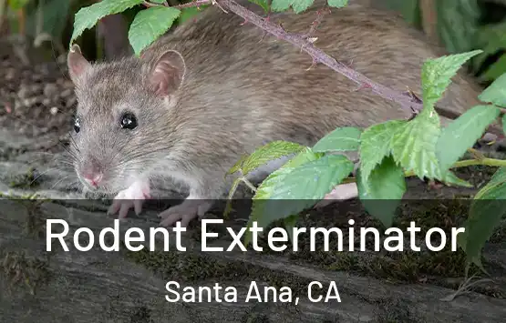  Rodent Exterminator Santa Ana, CA