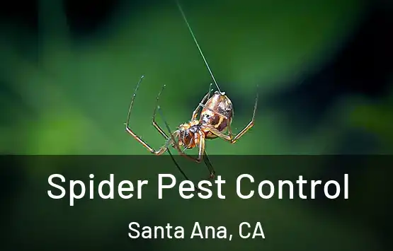 Spider Pest Control Santa Ana, CA
