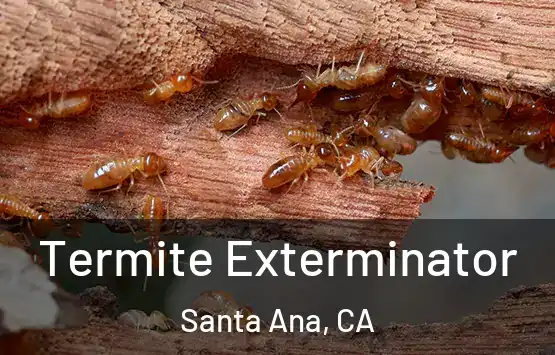  Termite Exterminator Santa Ana, CA