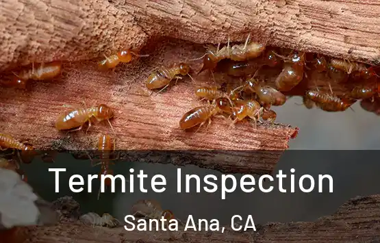  Termite Inspection Santa Ana, CA