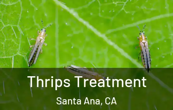  Thrips Treatment Santa Ana, CA
