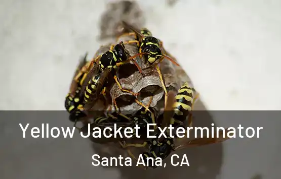  Yellow Jacket Exterminator Santa Ana, CA